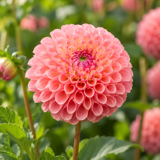 Bulbes de fleurs non-traité Dahlia décoratif Jowey Nicky calibre 1