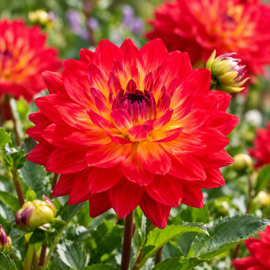 Bulbes de fleurs non-traité Dahlia décoratif Kilburn Glow calibre 1
