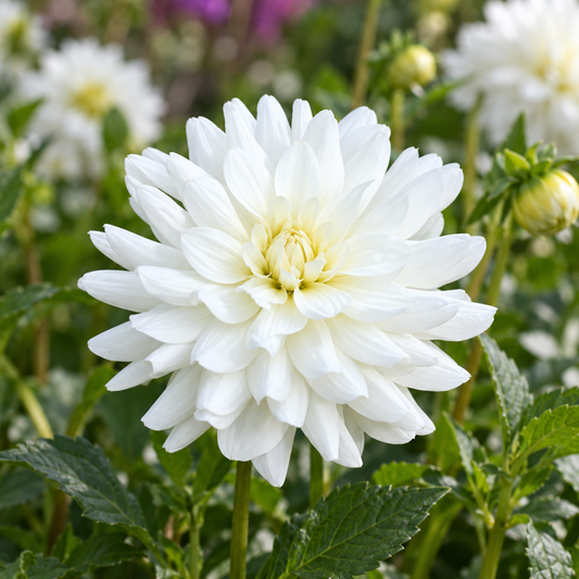 Bulbes de fleurs non-traité Dahlia décoratif Le Castel calibre 1