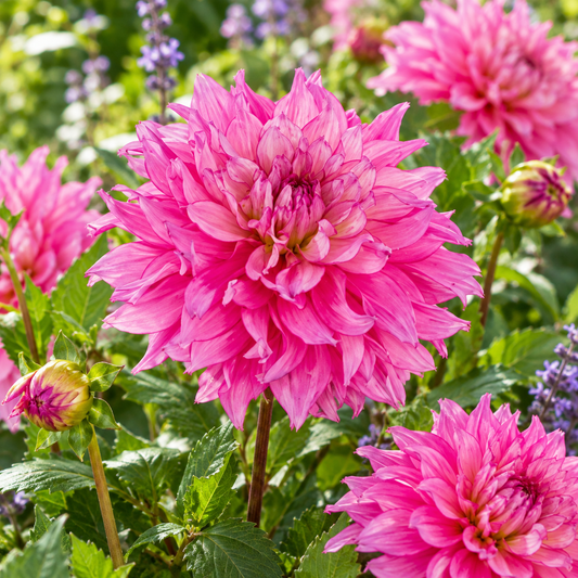 Bulbes de fleurs non-traité Dahlia décoratif Lizz Baaij calibre 1