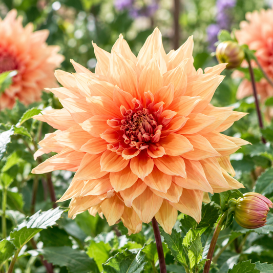 Bulbes de fleurs non-traité Dahlia décoratif Mango Madness calibre 1