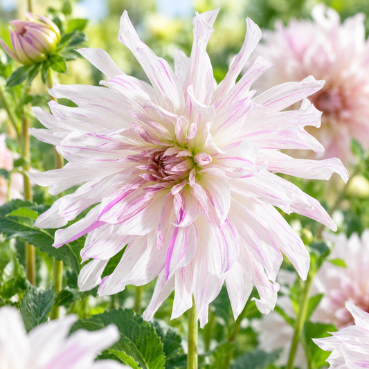 Bulbes de fleurs non-traité Dahlia décoratif Mom‘s Special™ calibre 1