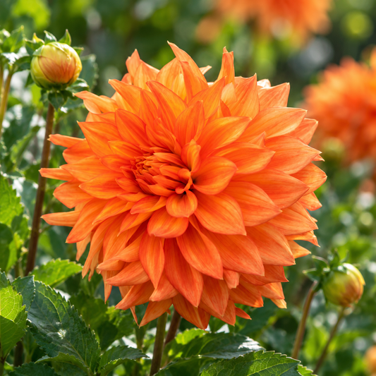 Bulbes de fleurs non-traité Dahlia décoratif Neon Splendour calibre 1
