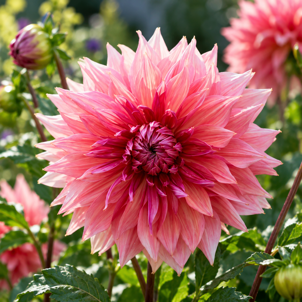 Bulbes de fleurs non-traité Dahlia décoratif Penhill Dark Monarch calibre 1