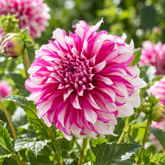Bulbes de fleurs non-traité Dahlia décoratif Radegast calibre 1