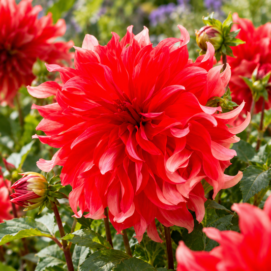 Bulbes de fleurs non-traité Dahlia décoratif Red Labyrinth calibre 1