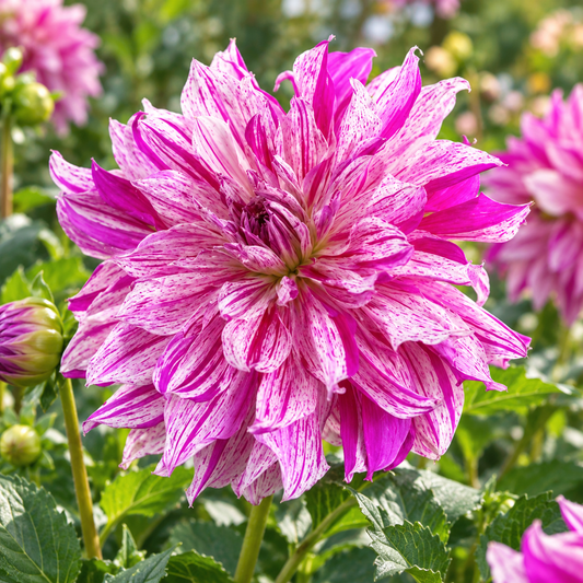 Bulbes de fleurs non-traité Dahlia décoratif Taiheiyo calibre 1