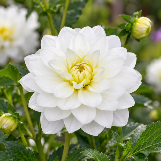 Bulbes de fleurs non-traité Dahlia décoratif White Onesta calibre 1