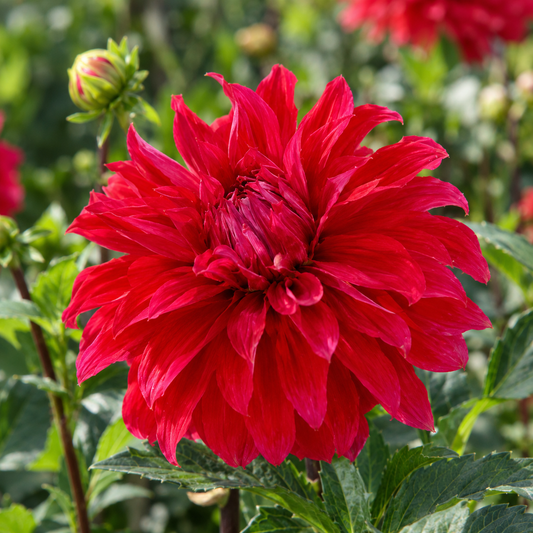 Bulbes de fleurs non-traité Dahlia décoratif paars calibre 1