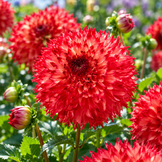 Bulbes de fleurs non-traité Dahlia lacinié / dentelé Aiyana calibre 1