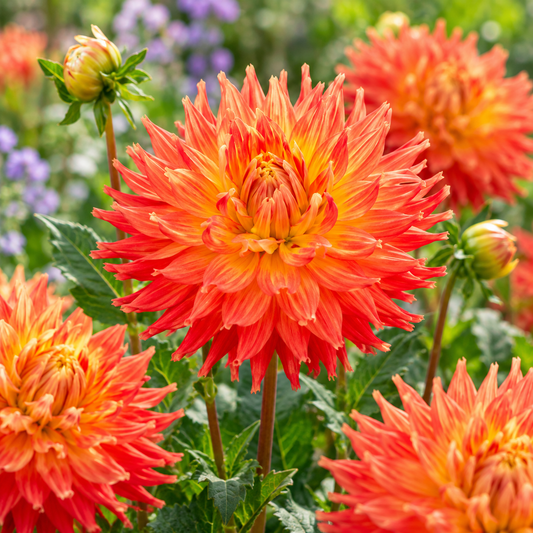 Bulbes de fleurs non-traité Dahlia lacinié / dentelé Fired Up calibre 1