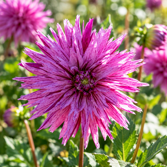Bulbes de fleurs non-traité Dahlia lacinié / dentelé Striped Ambition calibre 1