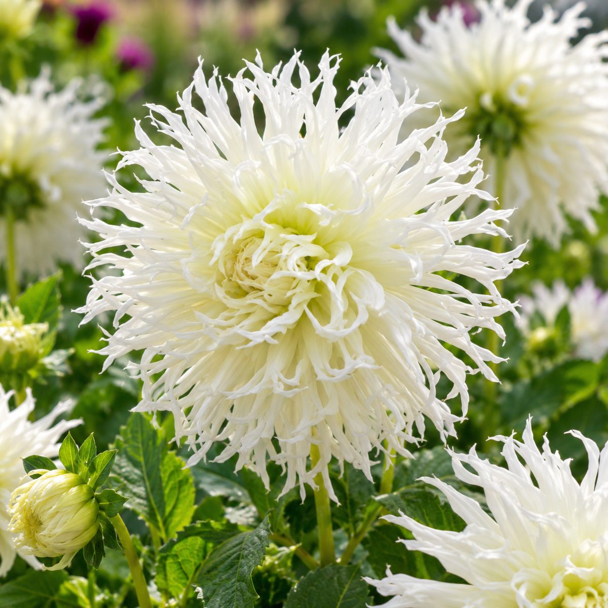 Bulbes de fleurs non-traité Dahlia lacinié / dentelé Tsuki-Yori-No-Shisha calibre 1