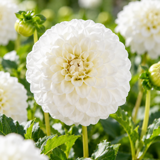 Bulbes de fleurs non-traité Dahlia pompon Petra's Wedding calibre 1
