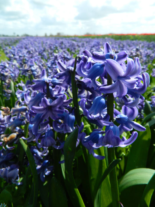 Untreated Hyacinthus Delft Blue flower bulbs size 16/17 (3003000) for individuals