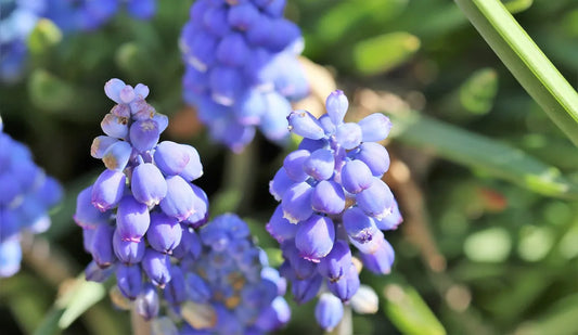Bulbes de fleurs bio Muscari  Early Bird calibre 7/8 (meabi07)