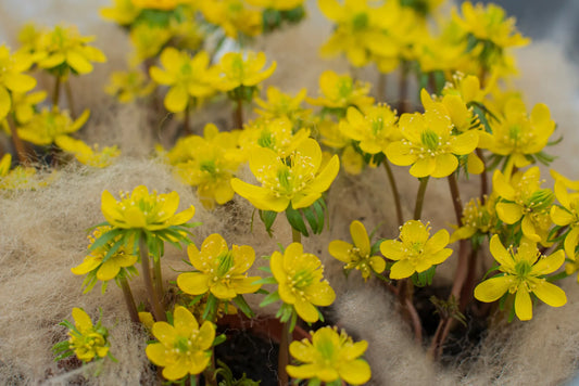 Untreated flower bulbs Eranthis cilicica size 4/+ (3241000) for individuals