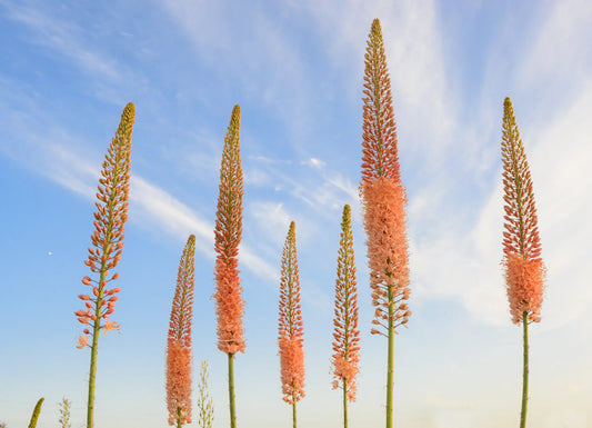 Untreated Eremurus Cleopatra flower bulbs size 1 (3254000) for individuals
