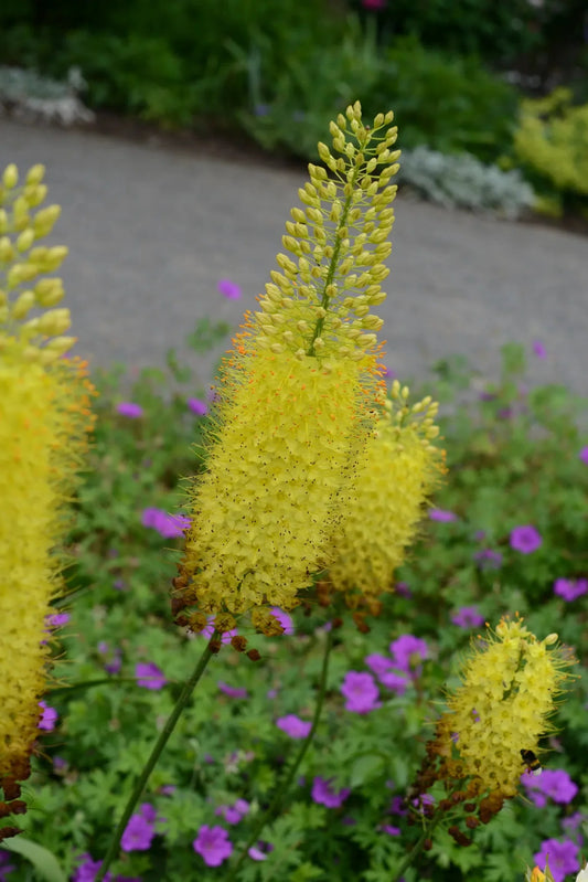 Untreated flower bulbs Eremurus stenophyllus size 1 (3251000) for individuals