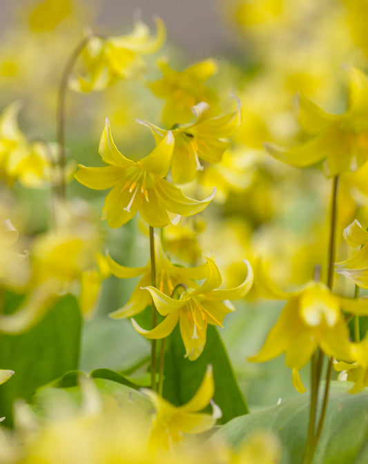 Untreated Erythronium Pagoda flower bulbs size 1 (3260500) for individuals