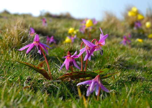 Untreated flower bulbs Erythronium dens-canis Lilac Wonder size 1 (3262000) for individuals