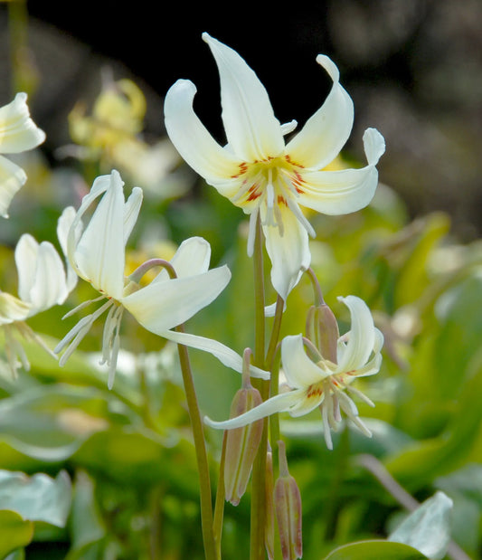 Untreated Erythronium revolutum White Beauty flower bulbs size 1 (3261000) for individuals