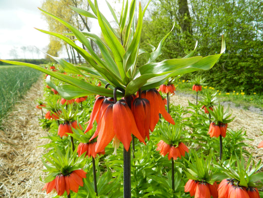 Untreated flower bulbs Fritillaria imperialis Rubra size 24/+ (3601500) for individuals