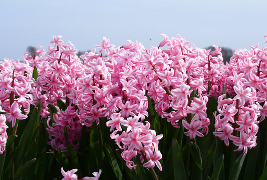Untreated Hyacinthus Fondant flower bulbs size 16/17 (3011500) for individuals