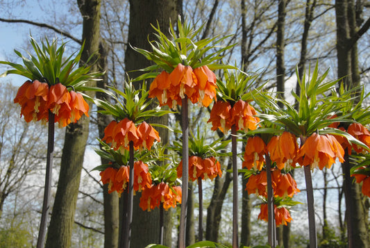 Untreated Fritillaria imperialis Aurora flower bulbs size 24/+ (3608000) for individuals