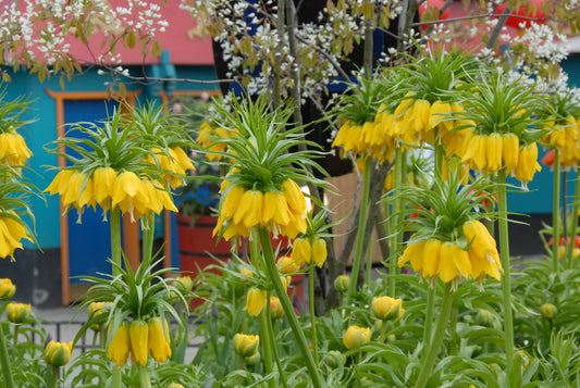 Untreated flower bulbs Fritillaria imperialis Lutea size 24/+ (3601000) for individuals