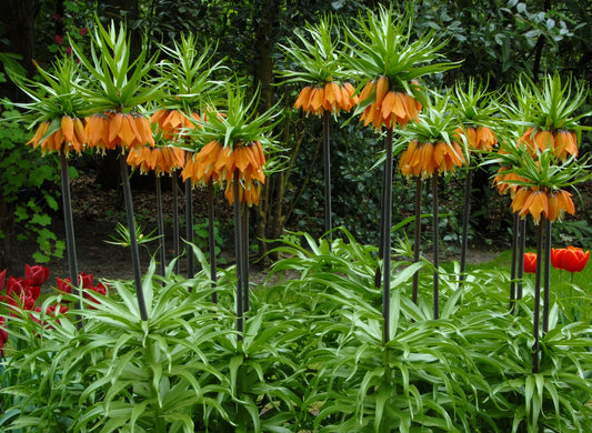 Untreated Fritillaria Orange Beauty® flower bulbs size 20/+ (3606500) for individuals