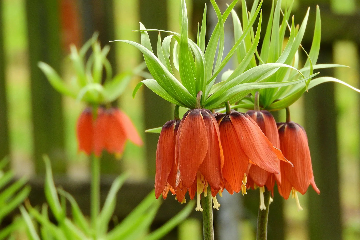 Untreated flower bulbs Fritillaria imperialis Rubra size 24/+ (3601500)