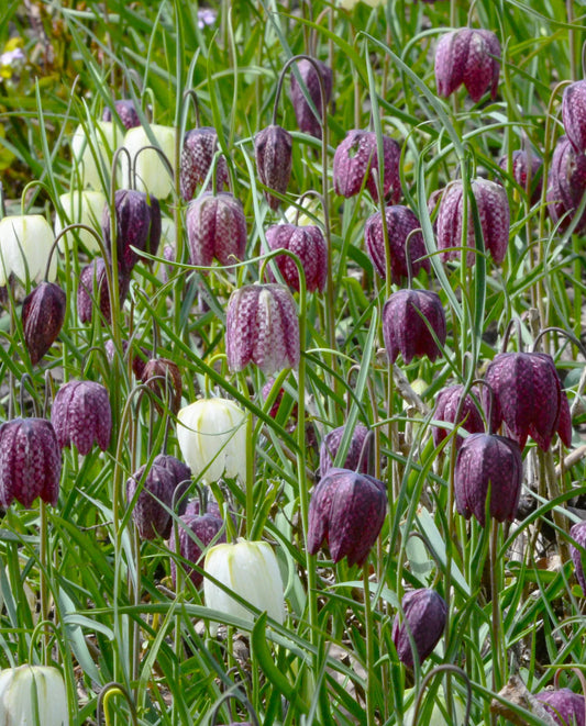 Untreated flower bulbs Fritillaria meleagris size 6/7 (3602000) for individuals