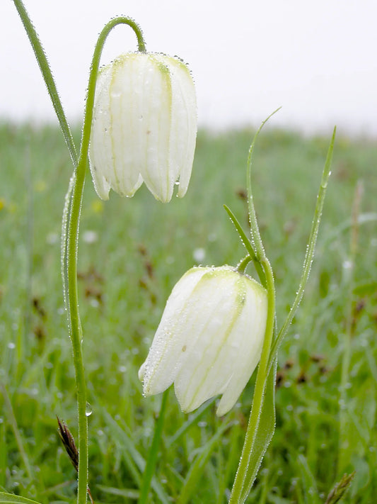 Untreated flower bulbs Fritillaria meleagris Alba size 6/7 (3602100) for individuals