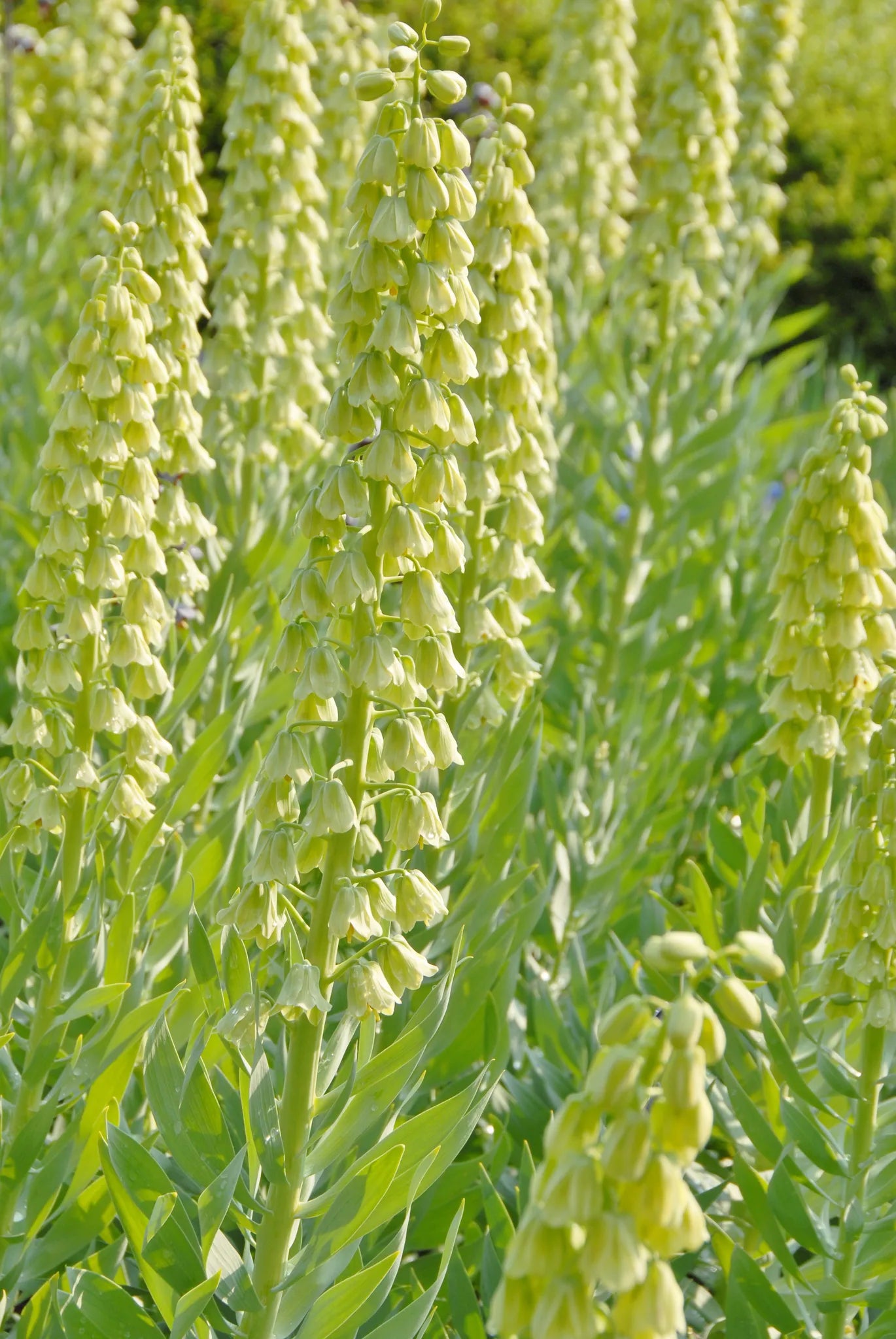 Untreated flower bulbs Fritillaria persica size 20/+ (3603020) for individuals