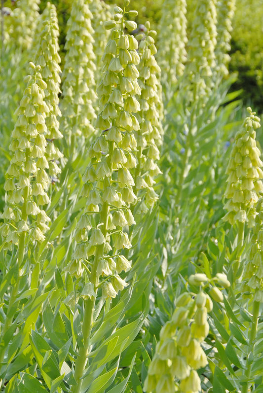 Untreated Fritillaria persica Alba flower bulbs size 20/+ (3604010) for individuals