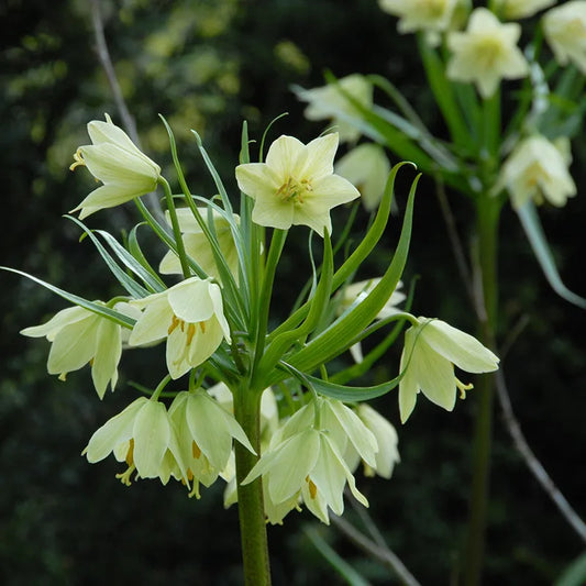 Untreated flower bulbs Fritillaria raddeana size 16/+ (3604000) for individuals