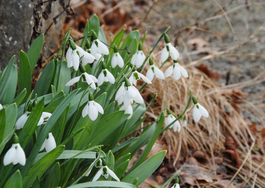 Untreated Galanthus elwesii flower bulbs size 6/7 (3700500) for individuals