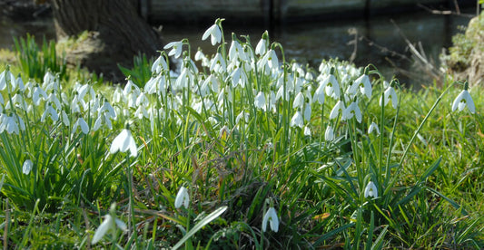 Bulbes de fleurs Non-Traité Galanthus nivalis  calibre 5/6 (3701500)