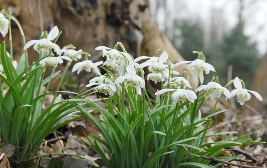 Bulbes de fleurs Non-Traité Galanthus nivalis Flore Pleno calibre 5/+ (3701000)