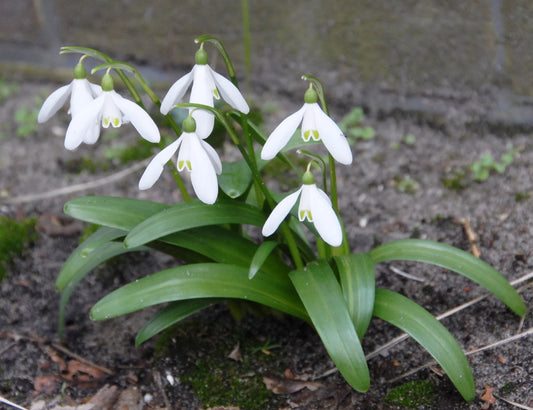 Bulbes de fleurs Non-Traité Galanthus woronowii  calibre 6/7 (3702000)