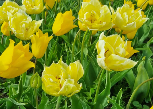 Bulbes de fleurs bio Tulipa Triumph yellow, mix Yokohama en Verona calibre 11/12 (tgemi11)