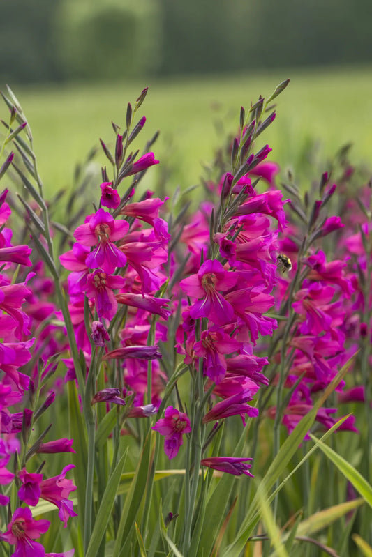 Untreated flower bulbs Gladiolus communis ssp. byzantinus size 6/+ (3720500) for individuals