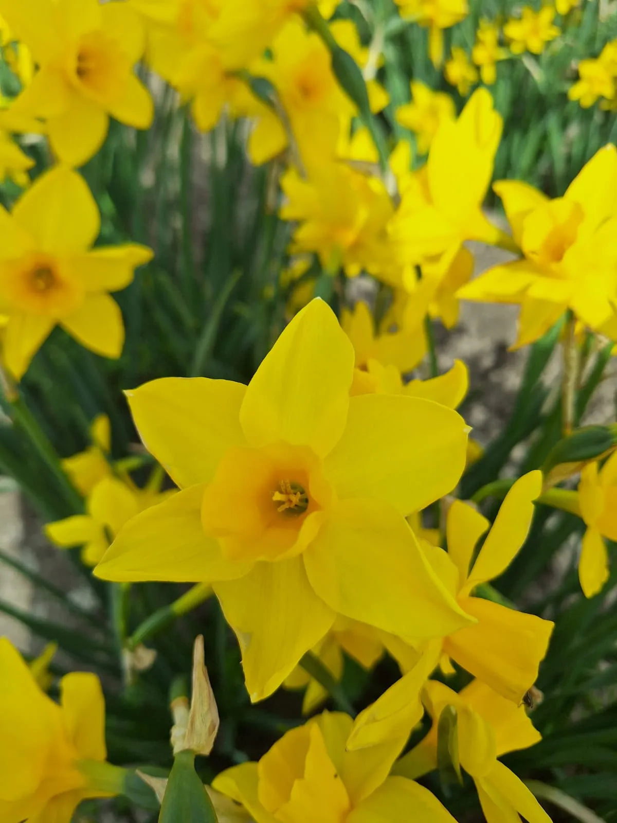 Bulbes de fleurs bio Narcisse Jonquilla Golden Carpet calibre 10/+ (ngoca10)