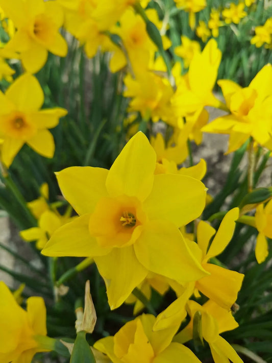 Bulbes de fleurs bio Narcisse Jonquilla Golden Carpet calibre 10/+ (ngoca10)