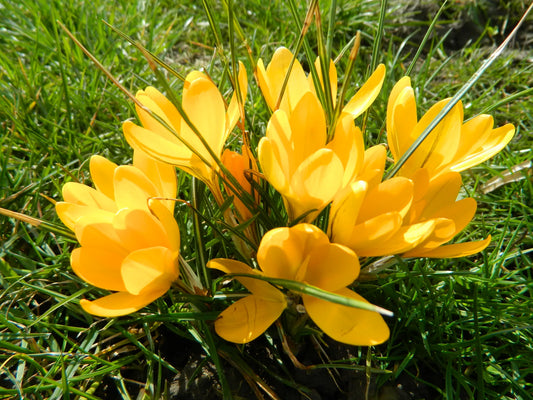 Bulbes de fleurs Non-Traité Crocus Golden Yellow calibre 9/10 (2502100)