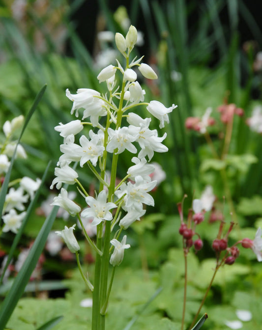 Untreated flower bulbs Hyacinthoides hisp. Alba Maxima size 8/10 (3731500) for individuals