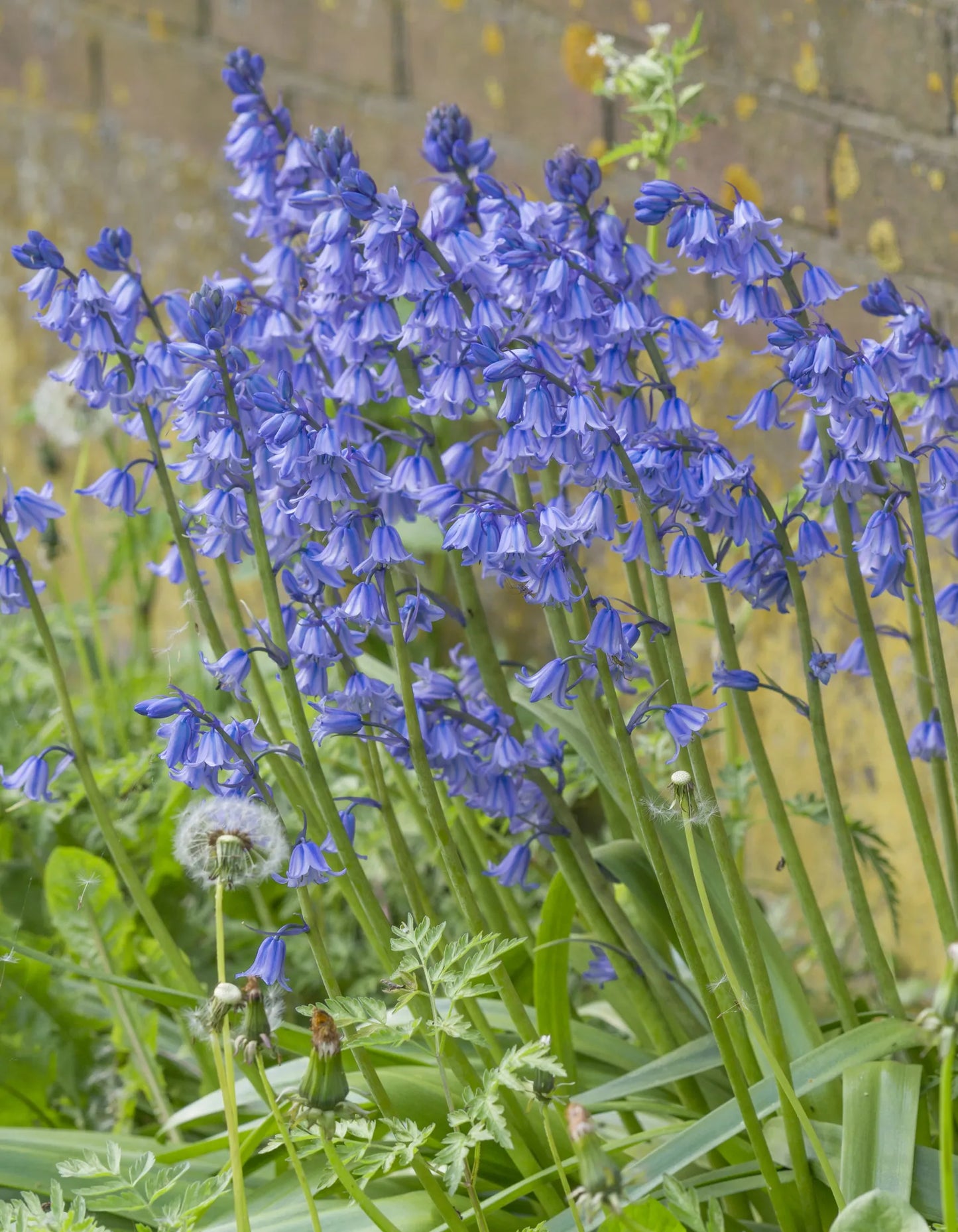 Untreated flower bulbs Hyacinthoides hisp. Excelsior size 8/10 (3730510) for individuals