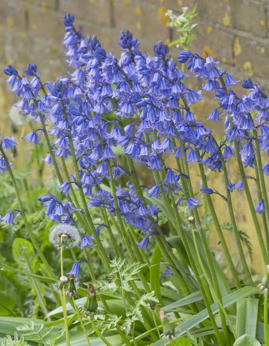 Untreated flower bulbs Hyacinthoides hisp. Excelsior size 8/10 (3730510) for individuals