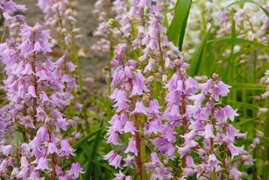 Untreated flower bulbs Hyacinthoides hisp. Rose Queen size 8/10 (3731000) for individuals